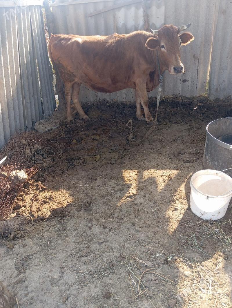 bakylan mal - Сакарчага - img 3