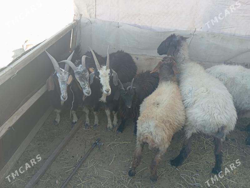 goyun geci tokly cevis bugdayl - Esenguly - img 3