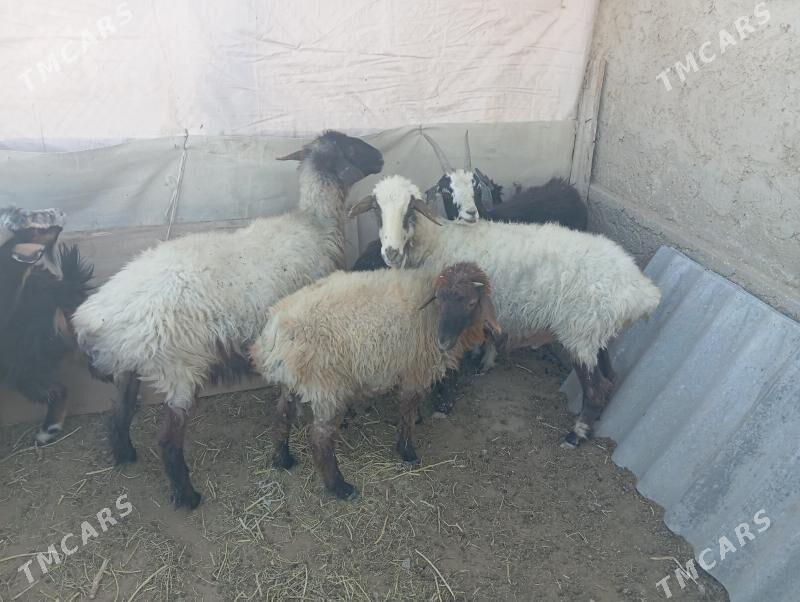 goyun geci tokly cevis bugdayl - Esenguly - img 2