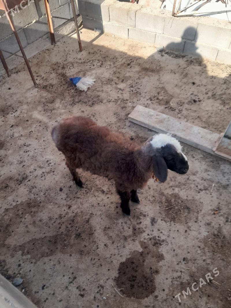 Tokly - Gyzylarbat - img 2