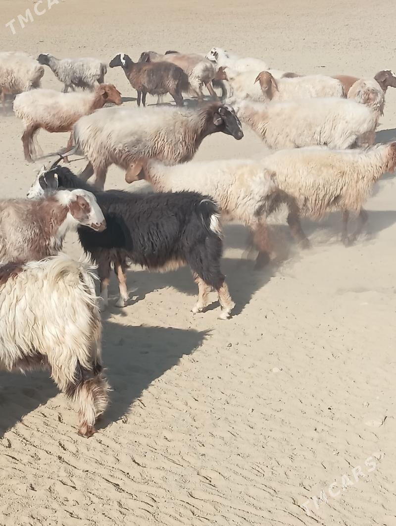 owec - Esenguly - img 2