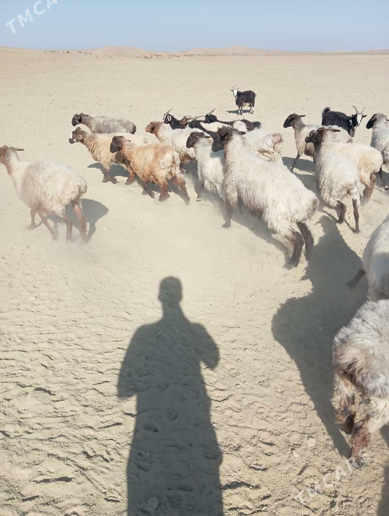 owec - Esenguly - img 3