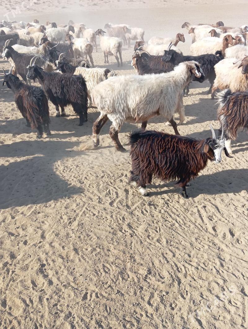 owec - Esenguly - img 1