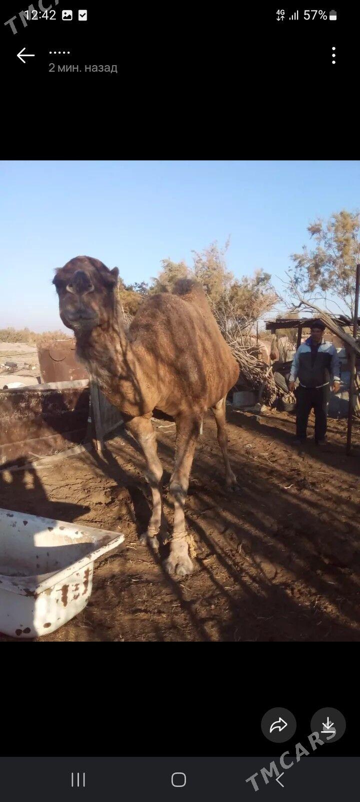 Duye - Balkanabat - img 3