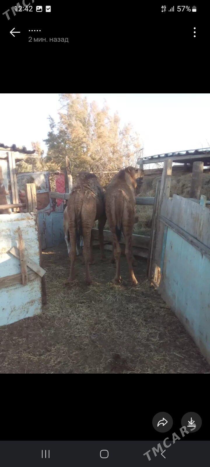 Duye - Balkanabat - img 7