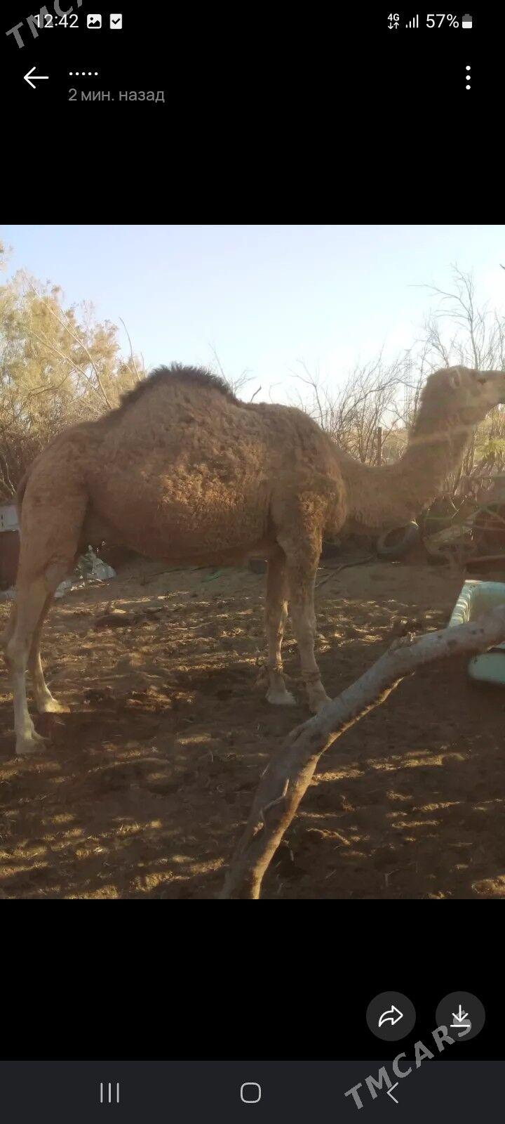 Duye - Balkanabat - img 4