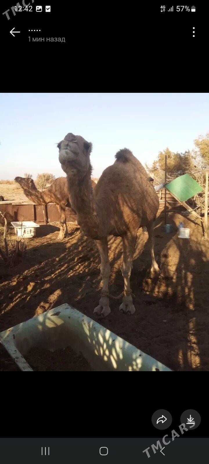 Duye - Balkanabat - img 6