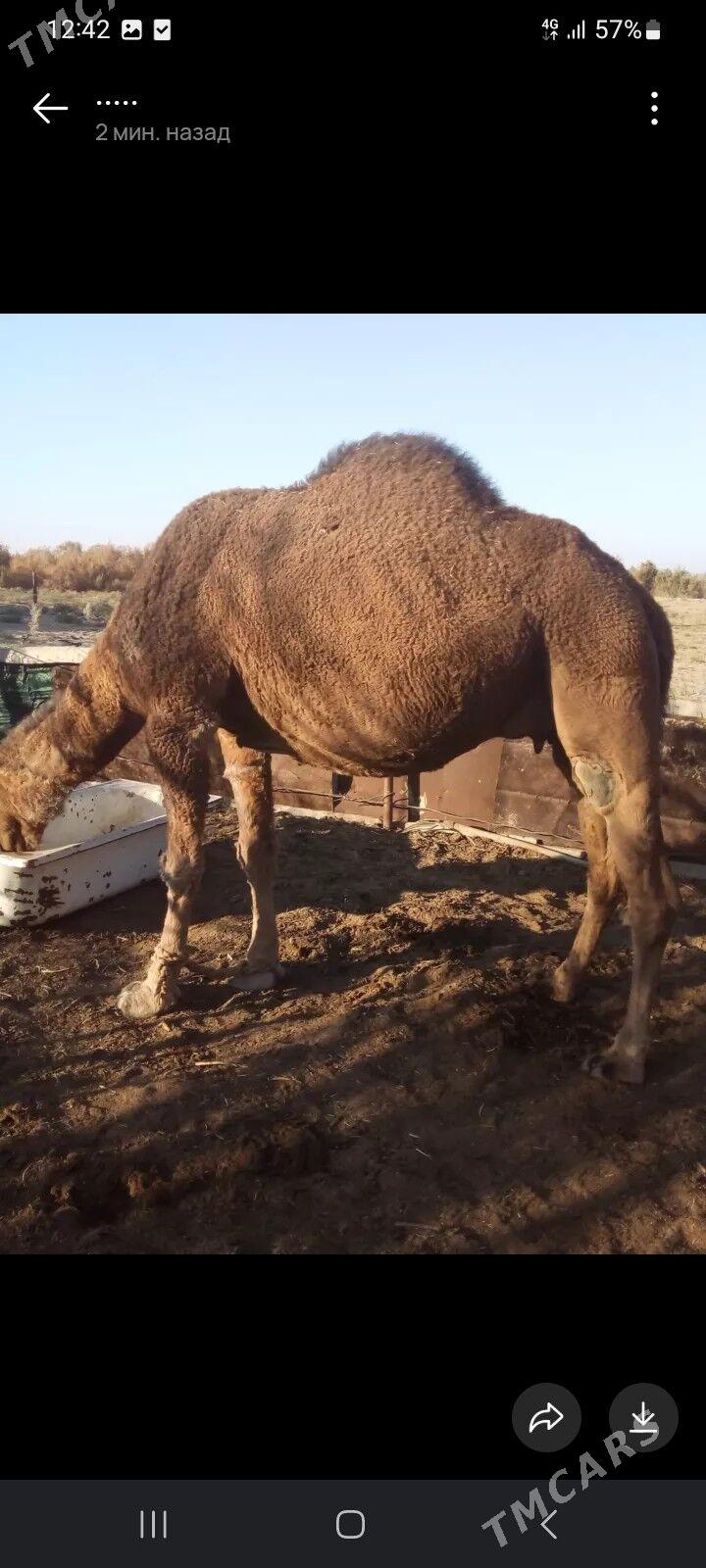 Duye - Balkanabat - img 1