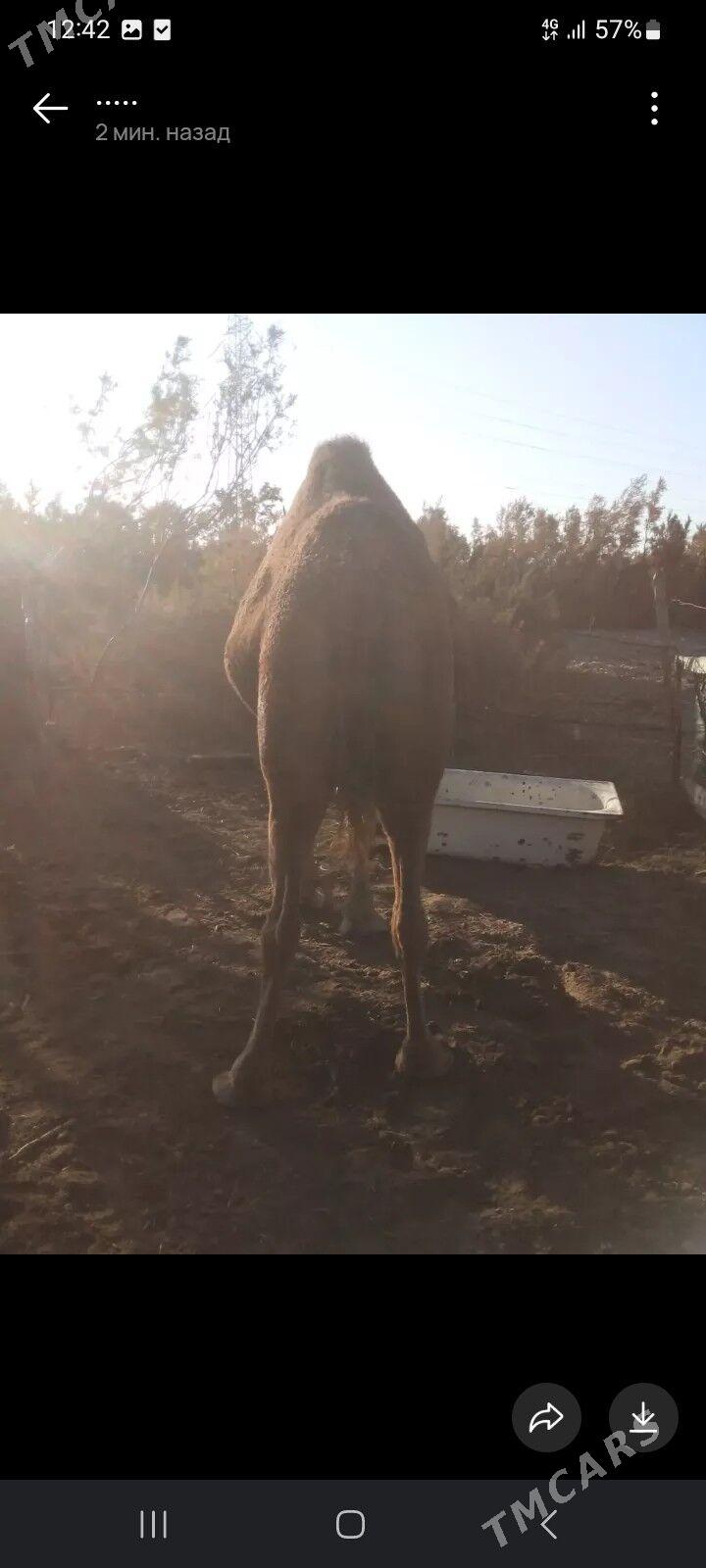 Duye - Balkanabat - img 2