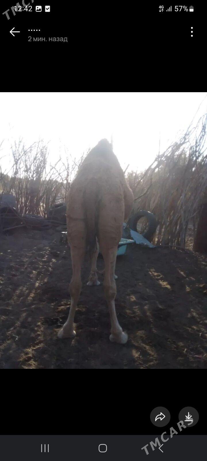 Duye - Balkanabat - img 5