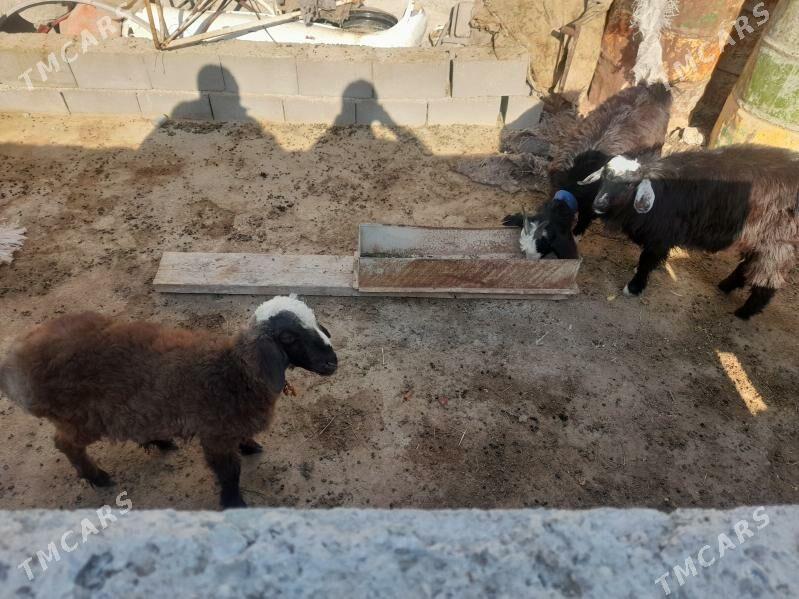 Tokly - Gyzylarbat - img 3