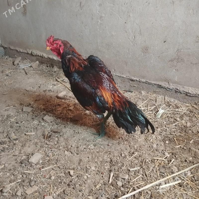 Baysow horaz - Türkmenabat - img 1