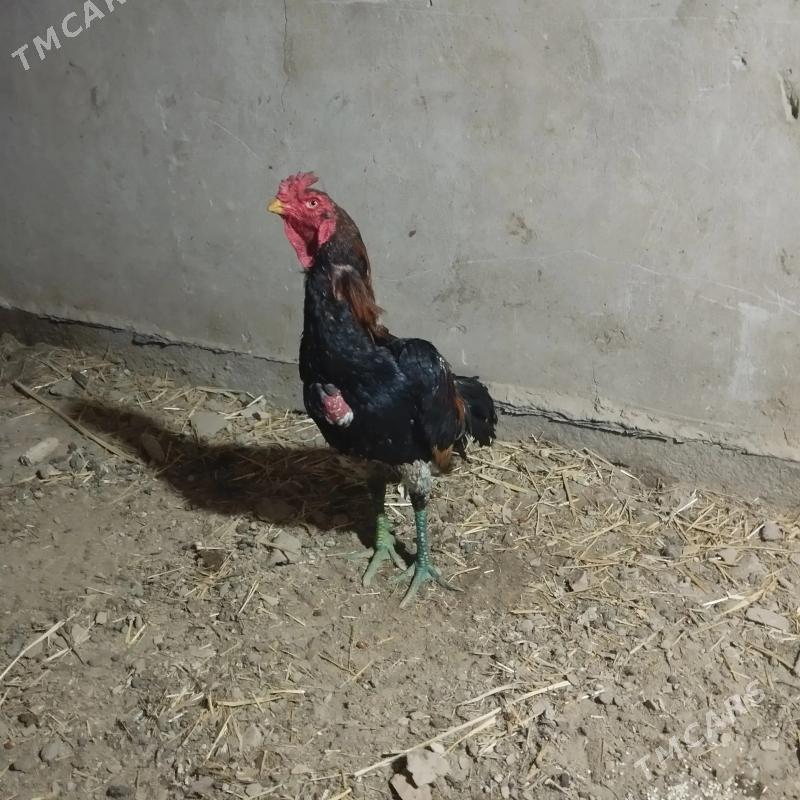 Baysow horaz - Türkmenabat - img 3