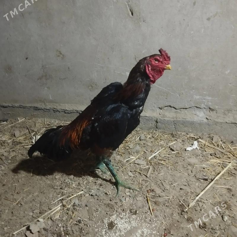 Baysow horaz - Türkmenabat - img 4