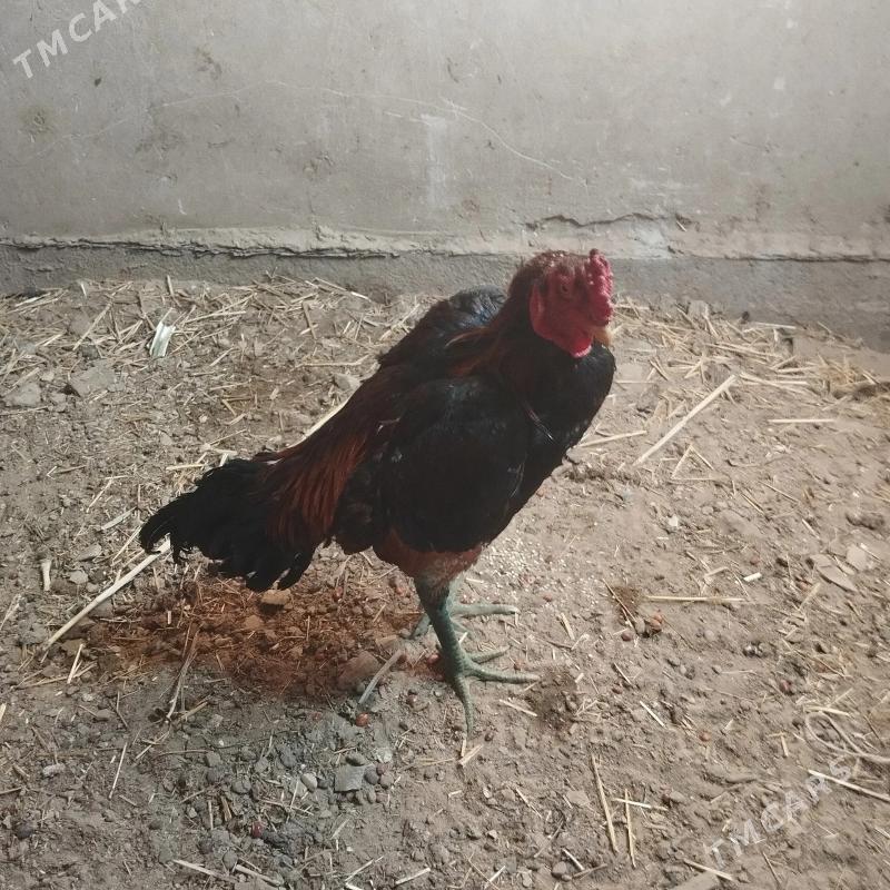 Baysow horaz - Türkmenabat - img 2