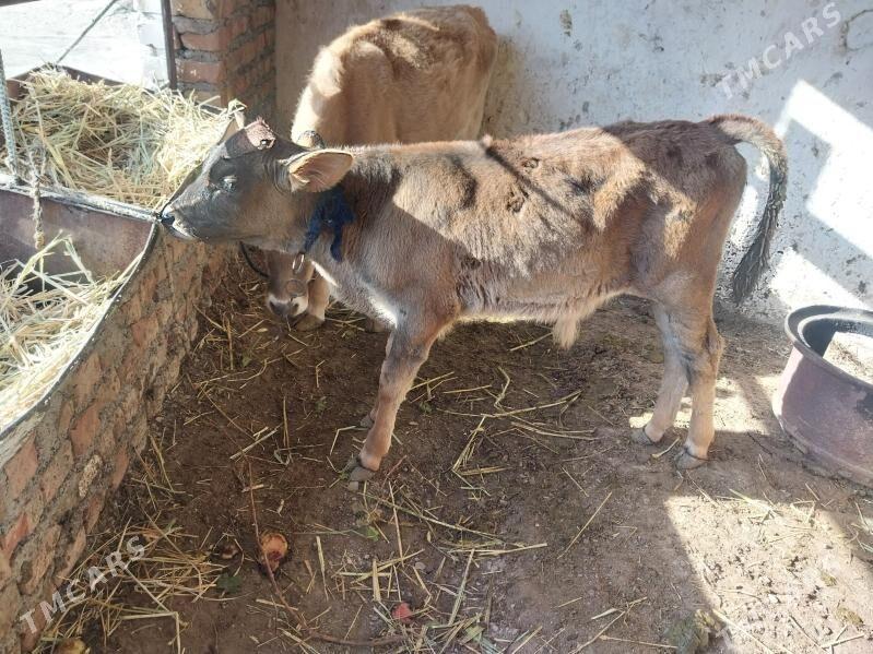 1 okuz 1tuwe - Бахарден - img 5