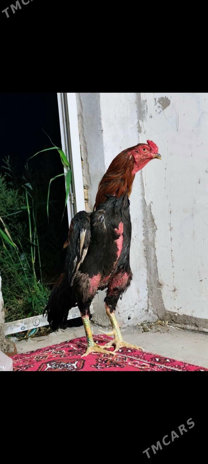 purce turk - Dänew - img 4