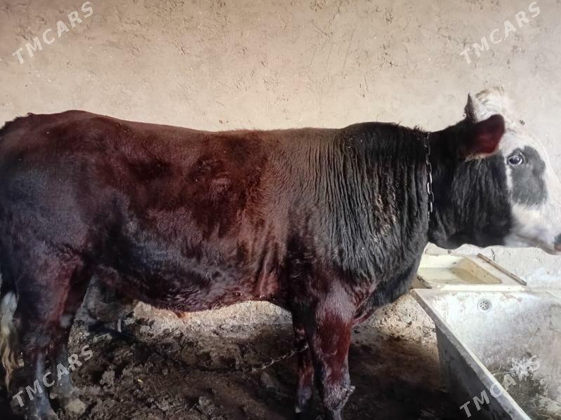 òkuz - Мары - img 2