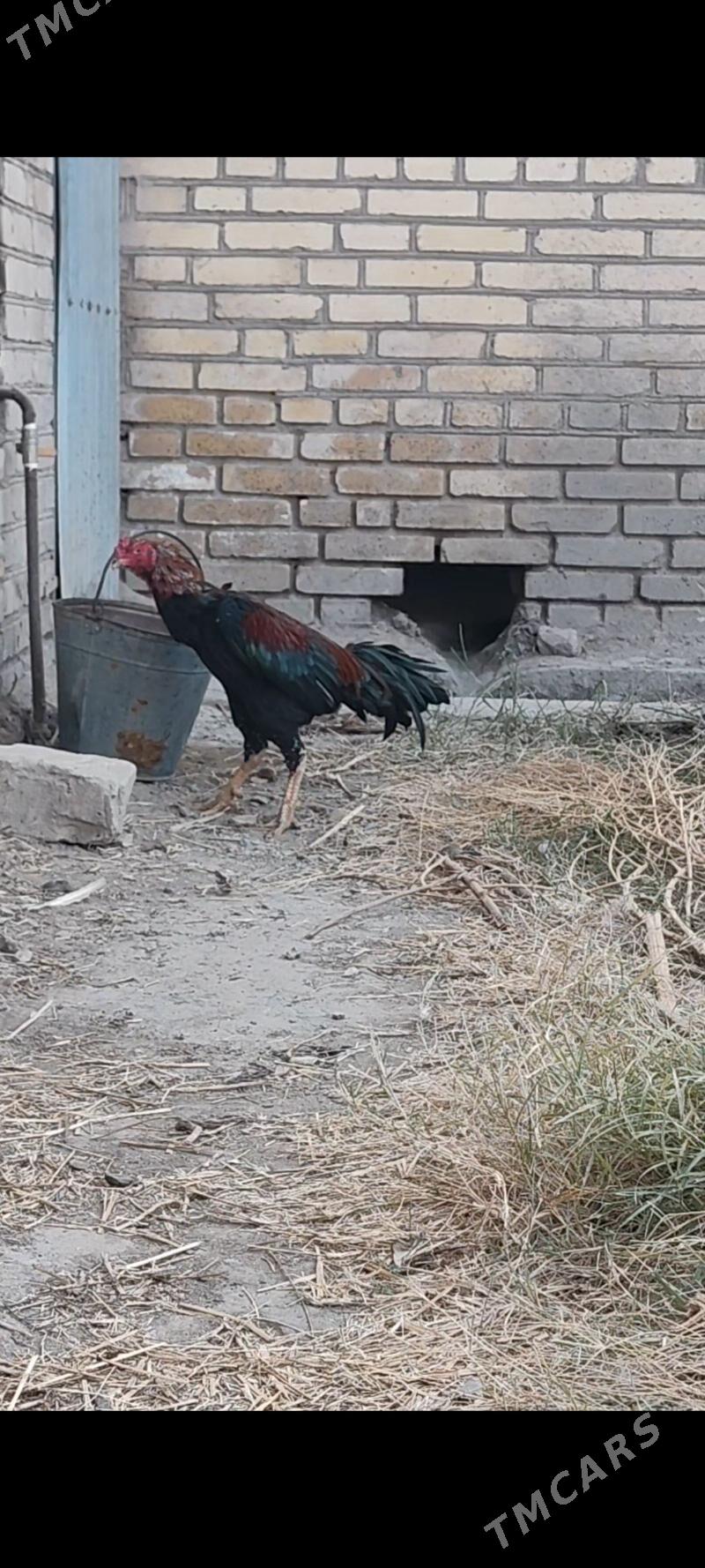 purce turk - Dänew - img 3