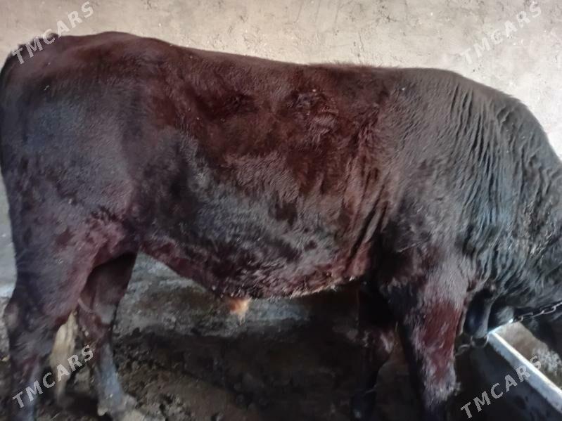 òkuz - Мары - img 4