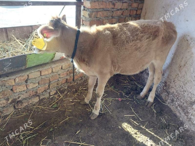 1 okuz 1tuwe - Бахарден - img 2