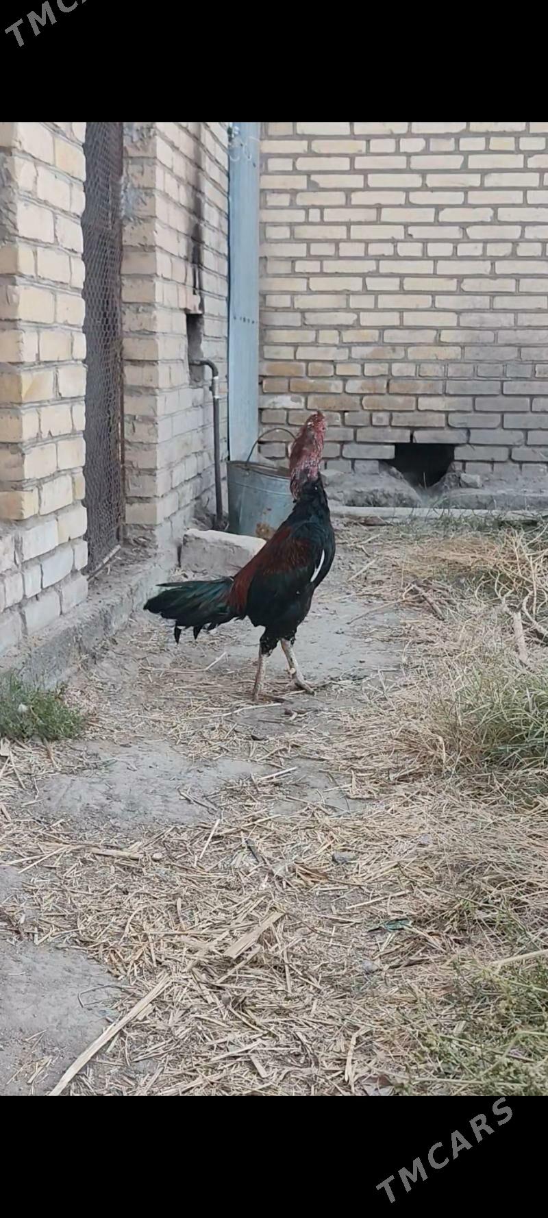 purce turk - Dänew - img 2