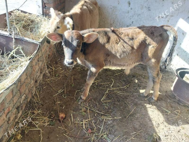 1 okuz 1tuwe - Бахарден - img 3