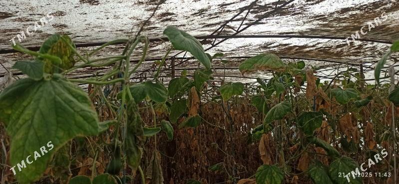 Parnik - Murgap - img 4