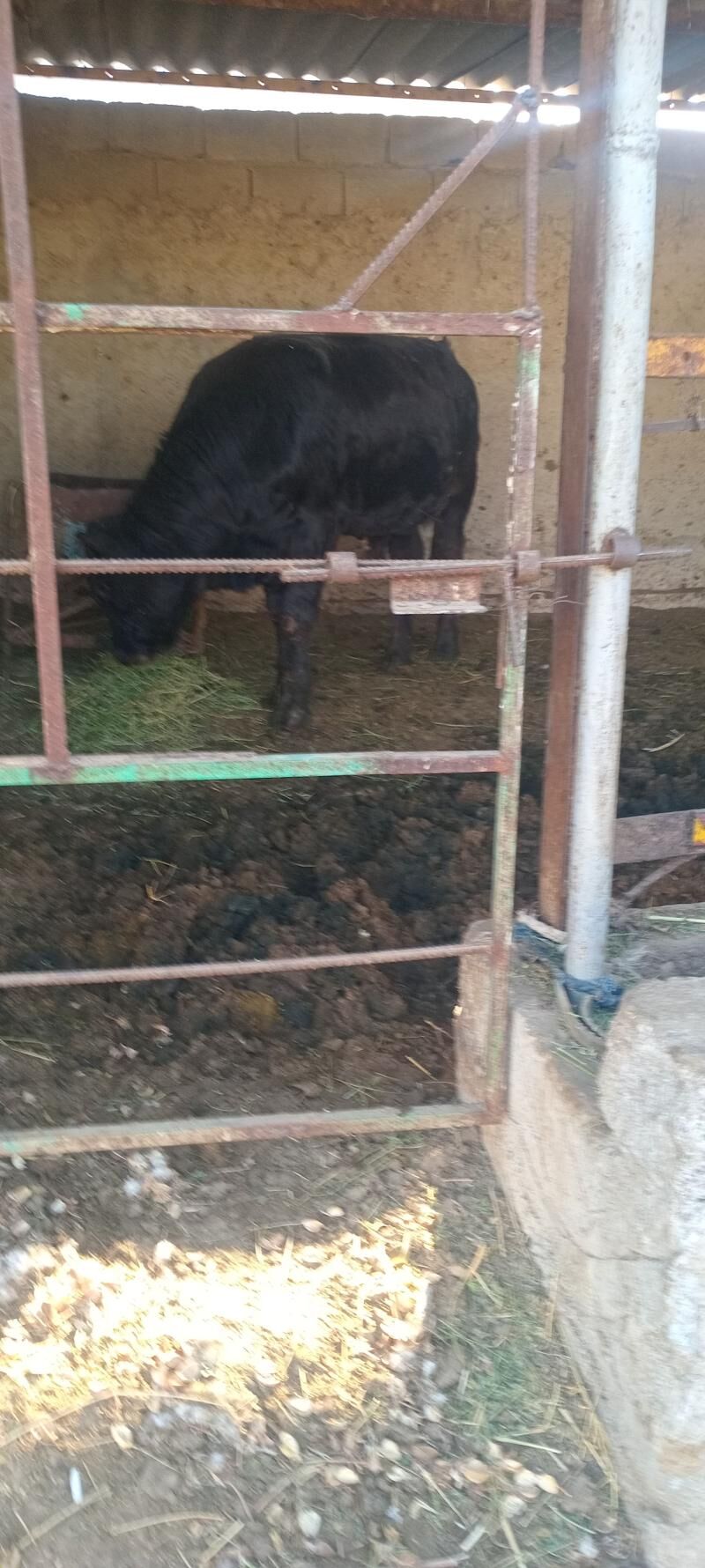 öküz - Анев - img 5