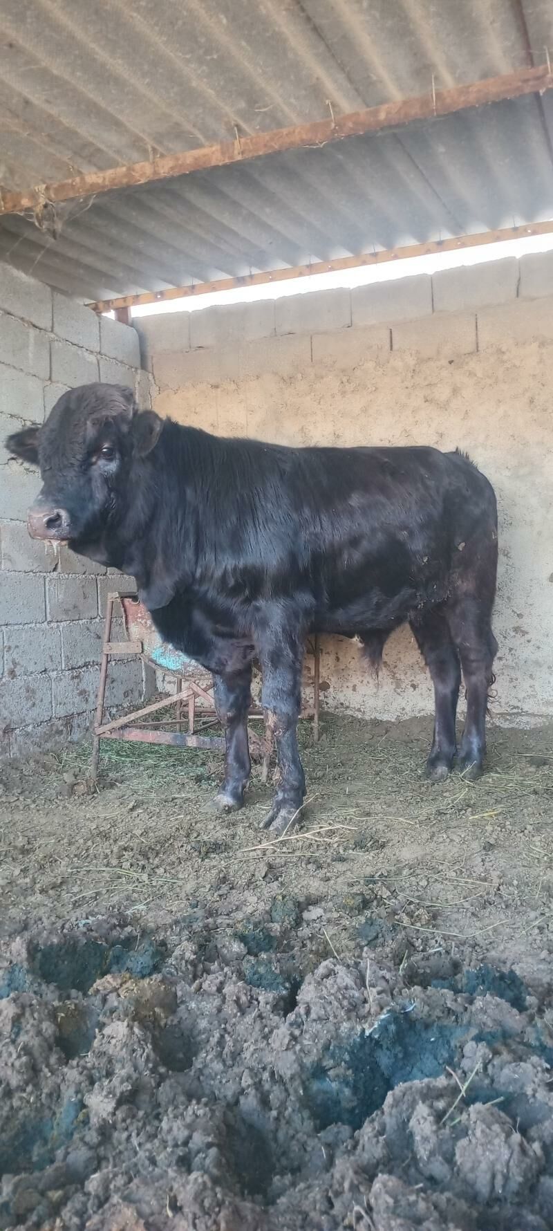 öküz - Анев - img 8