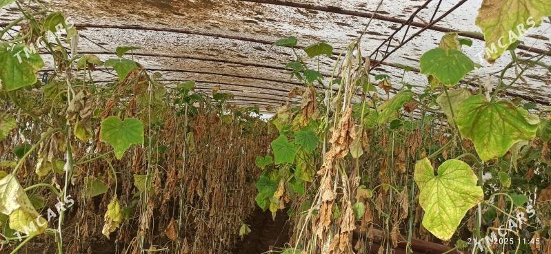 Parnik - Murgap - img 3