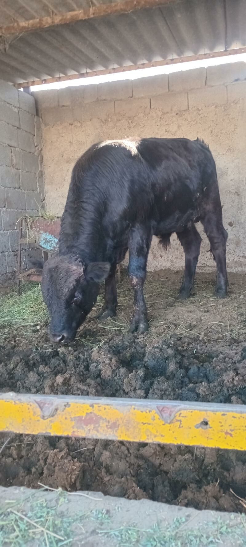 öküz - Анев - img 6