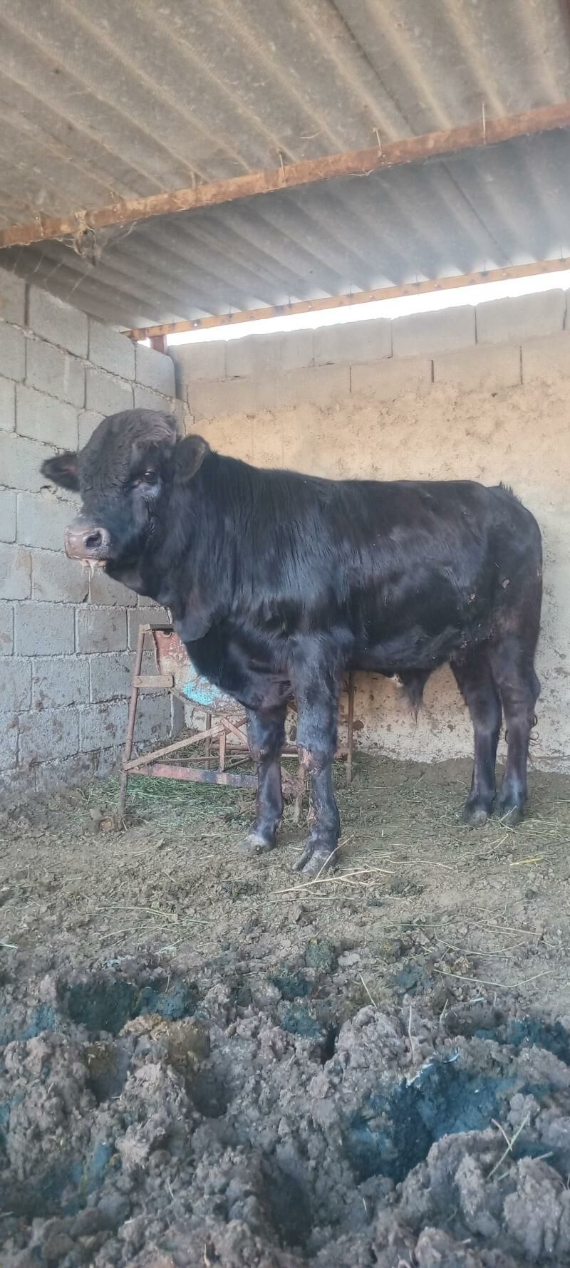 öküz - Анев - img 7