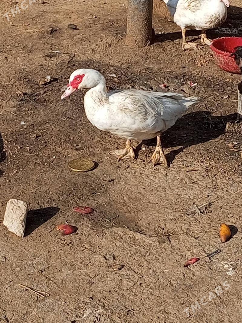 ordek - Ашхабад - img 4