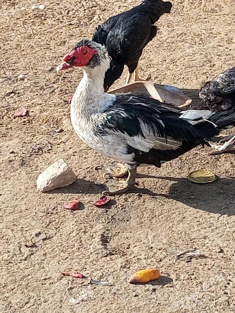 ordek - Ашхабад - img 7