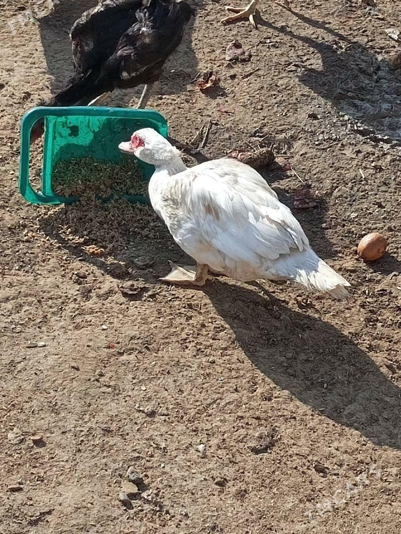 ordek - Ашхабад - img 8