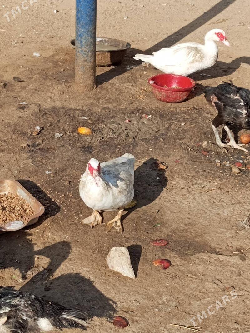 ordek - Ашхабад - img 5