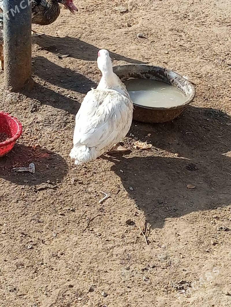 ordek - Ашхабад - img 3