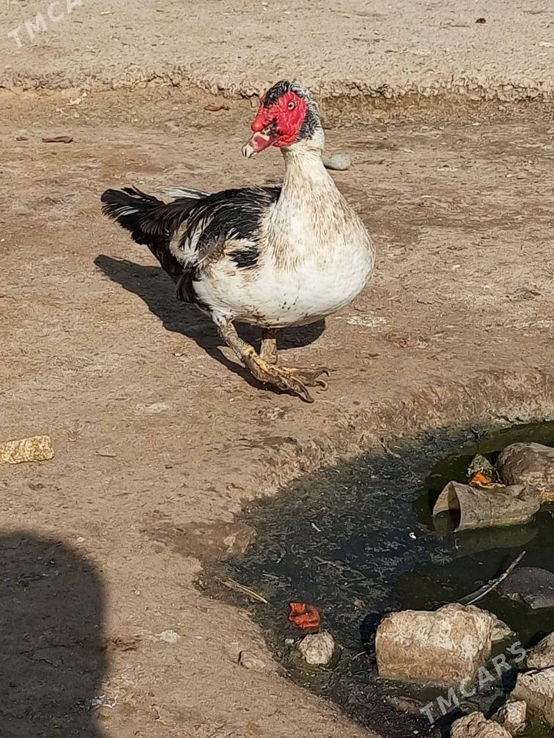 ordek - Ашхабад - img 2