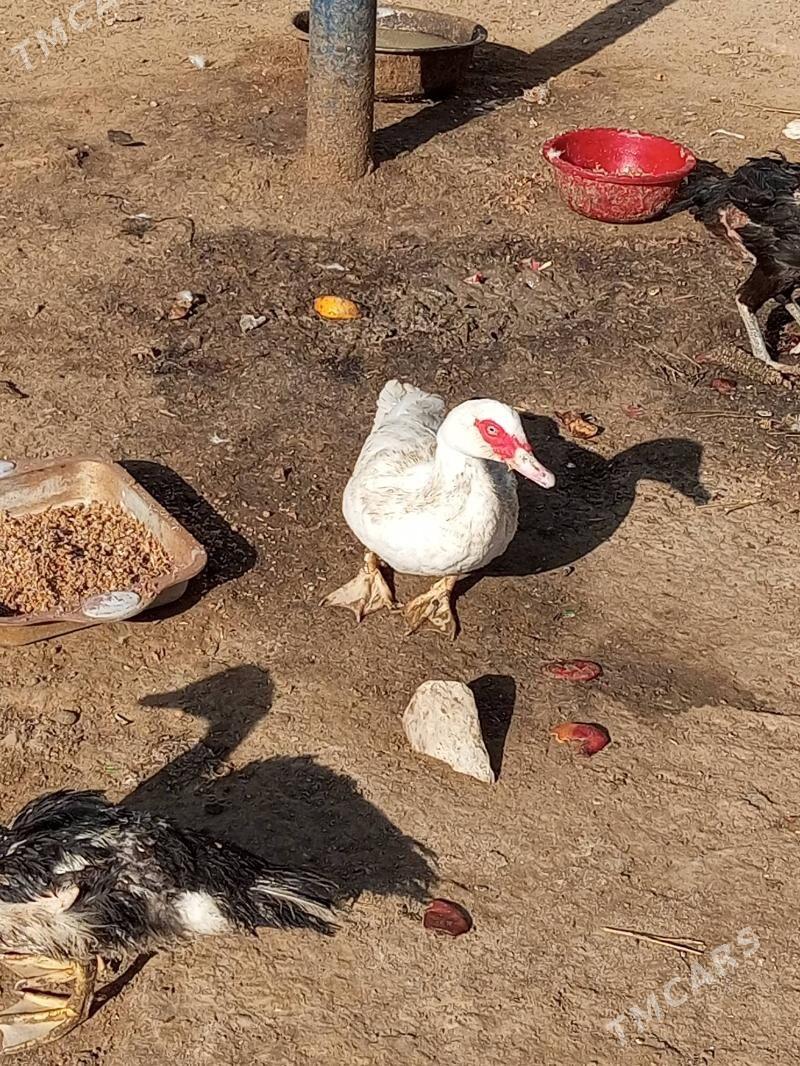 ordek - Ашхабад - img 6