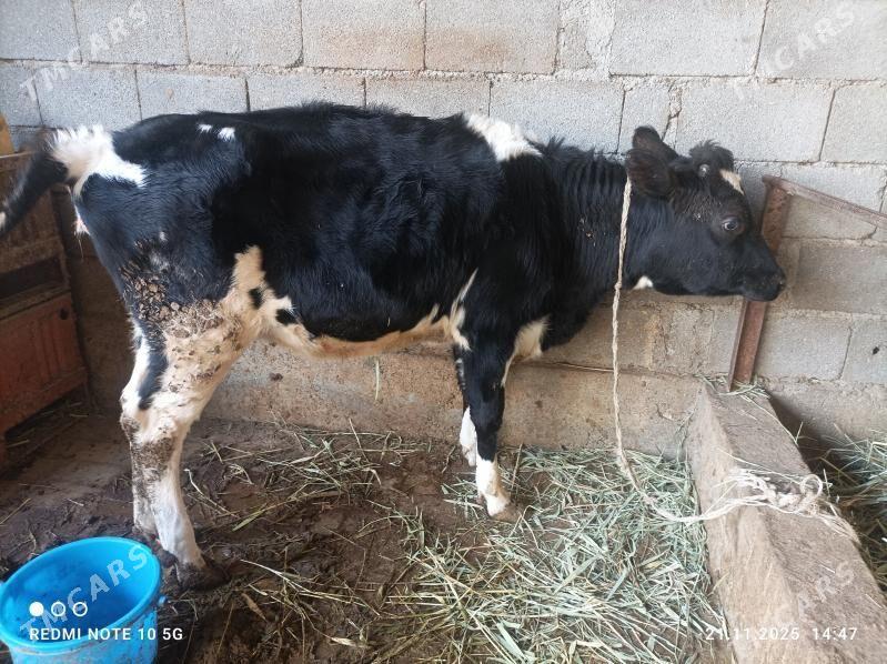 tohum gole - Гёкдепе - img 2