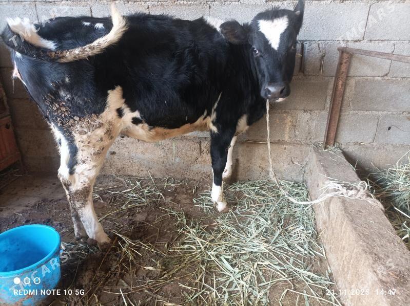 tohum gole - Гёкдепе - img 1