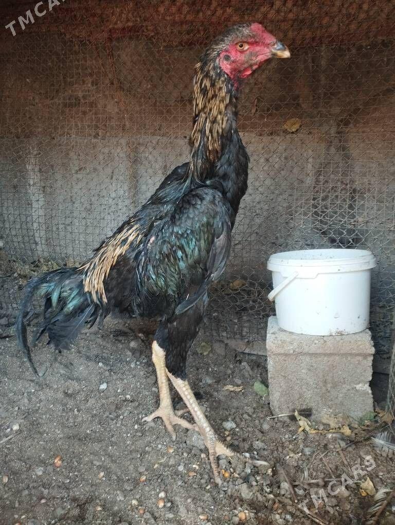 Taşkent - Ýalkym - img 3