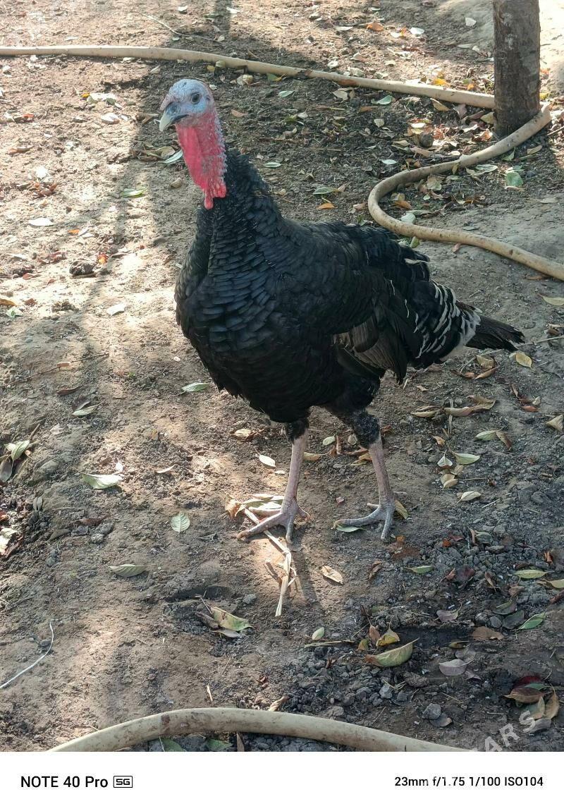 İNDUK .HOROZ - Gökdepe - img 5