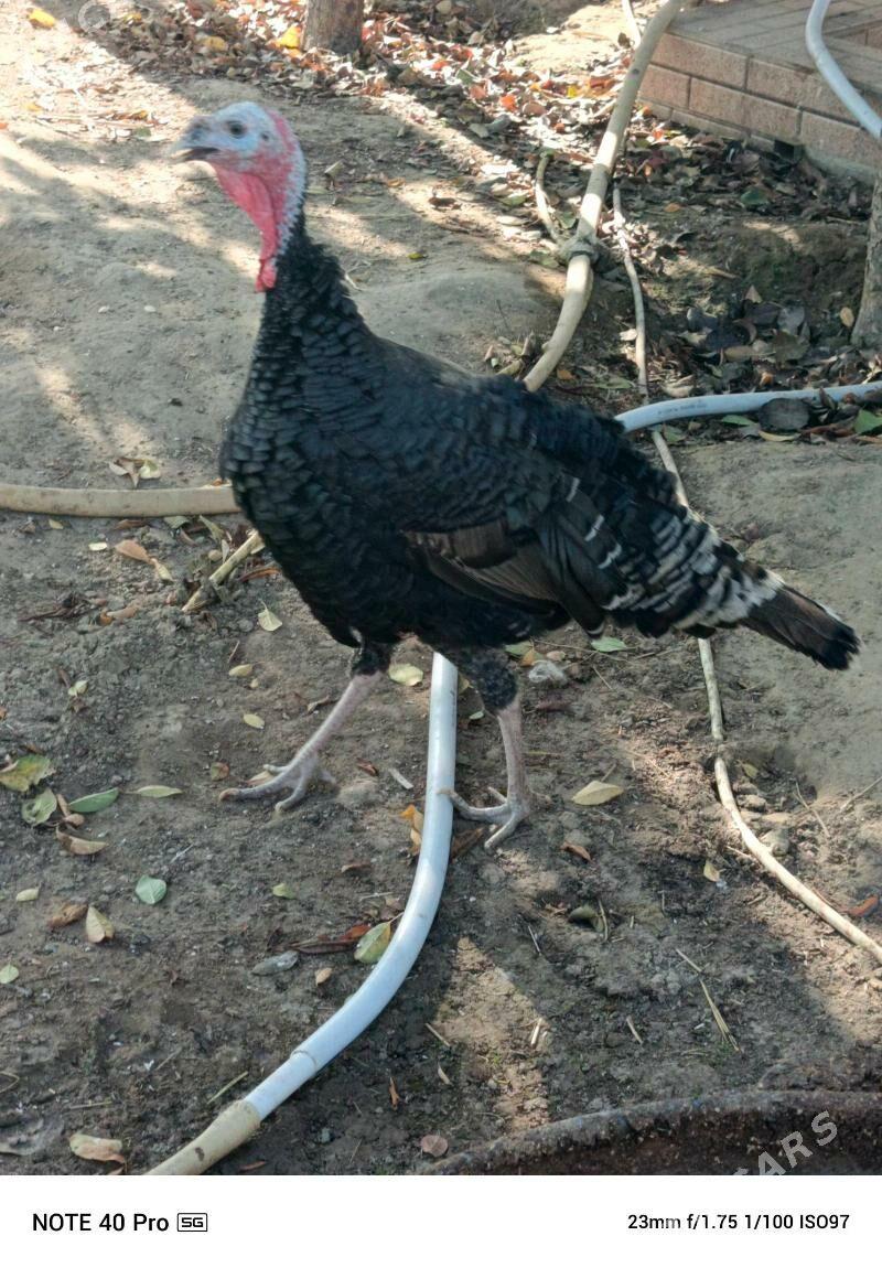 İNDUK .HOROZ - Gökdepe - img 2