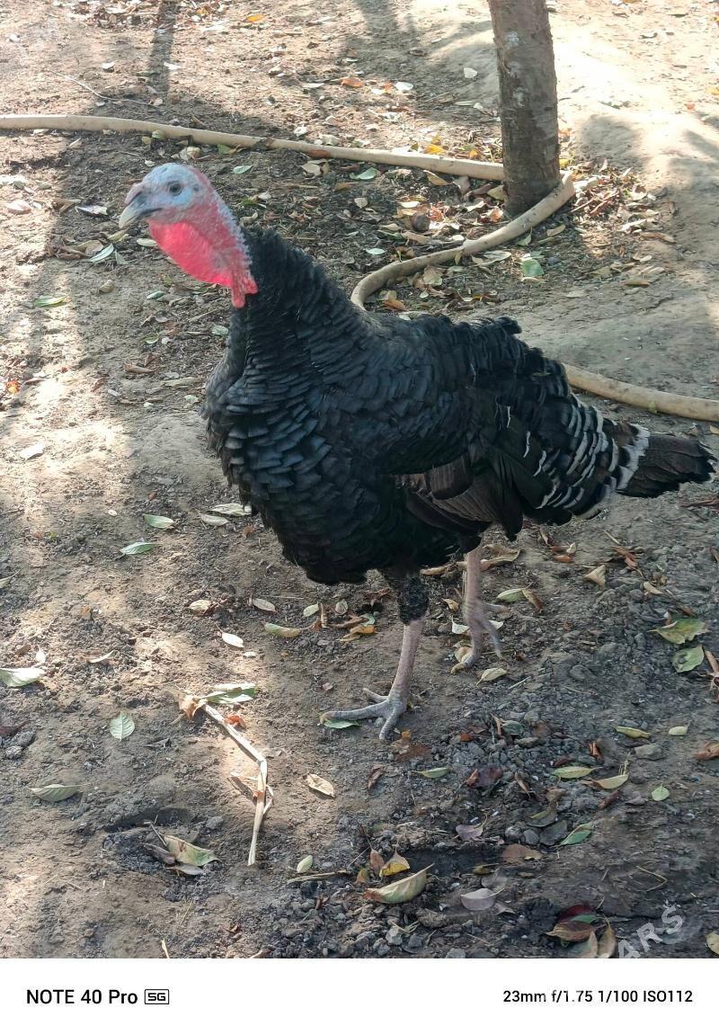 İNDUK .HOROZ - Gökdepe - img 4