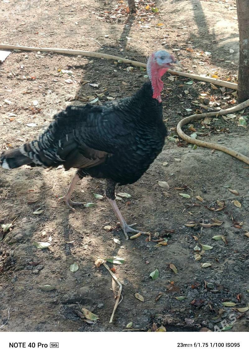 İNDUK .HOROZ - Gökdepe - img 7