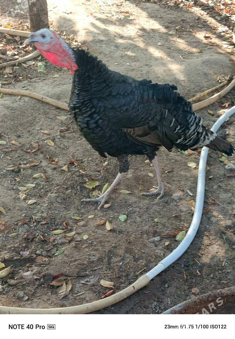 İNDUK .HOROZ - Gökdepe - img 3