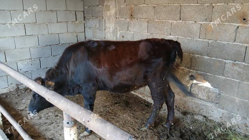 tuwe okuz - Ашхабад - img 3