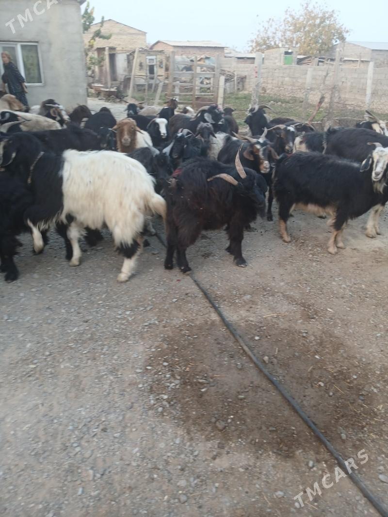 Gysyr gecy - Гёкдепе - img 2